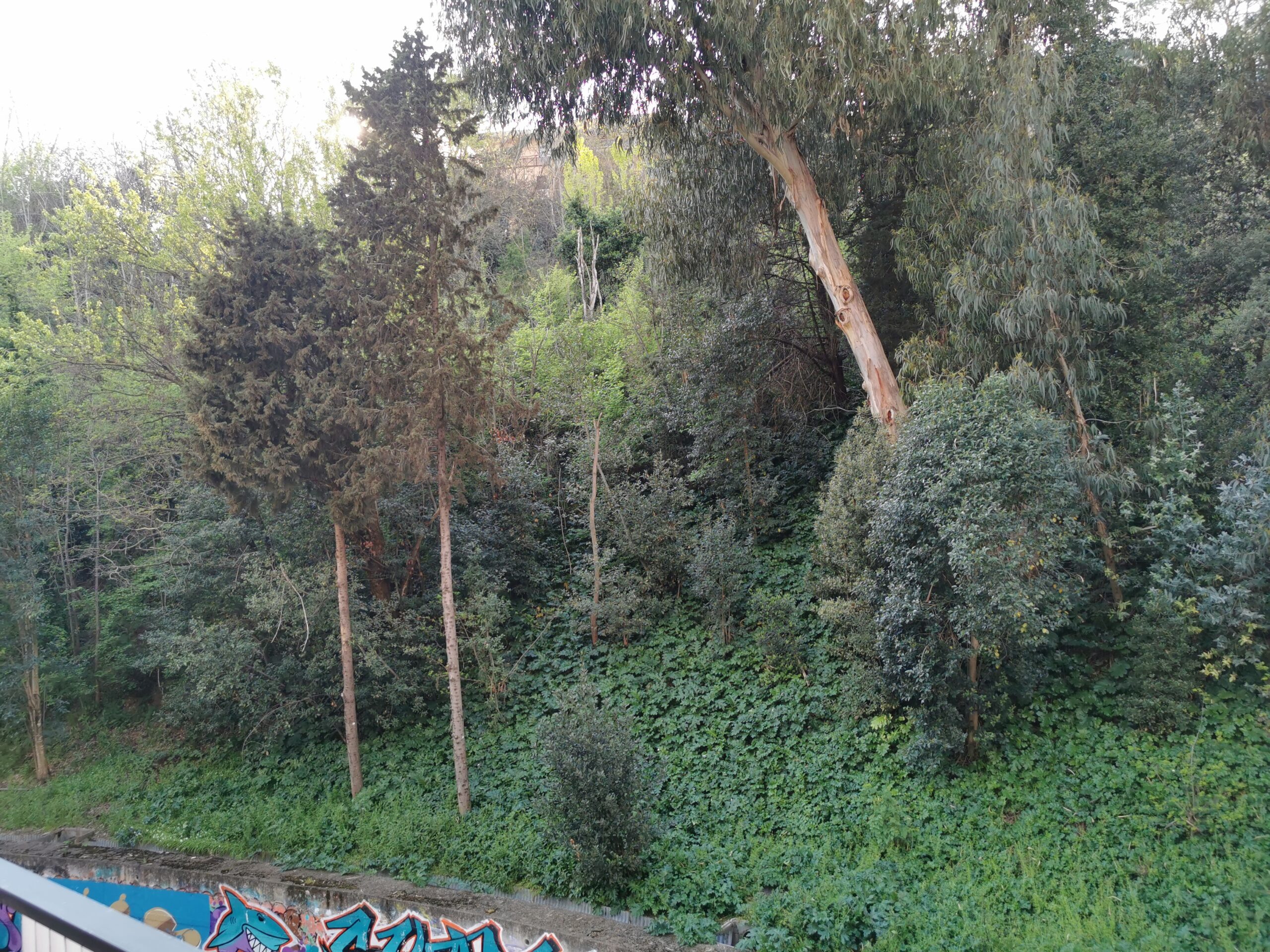 Vista